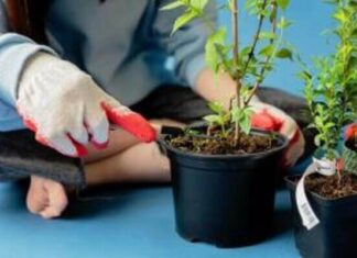 เทคนิคปลูกผักในกระถางอย่างมืออาชีพ มีอะไรที่คุณยังไม่รู้? ปลูกผักสวนครัวในกระถาง กินเองได้ที่บ้าน