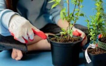 เทคนิคปลูกผักในกระถางอย่างมืออาชีพ มีอะไรที่คุณยังไม่รู้? ปลูกผักสวนครัวในกระถาง กินเองได้ที่บ้าน